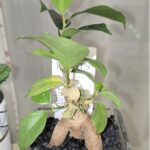 【4/13 市場メモ】日経平均421円安——米・イラン協議決裂、ホルムズ封鎖でトリプル安