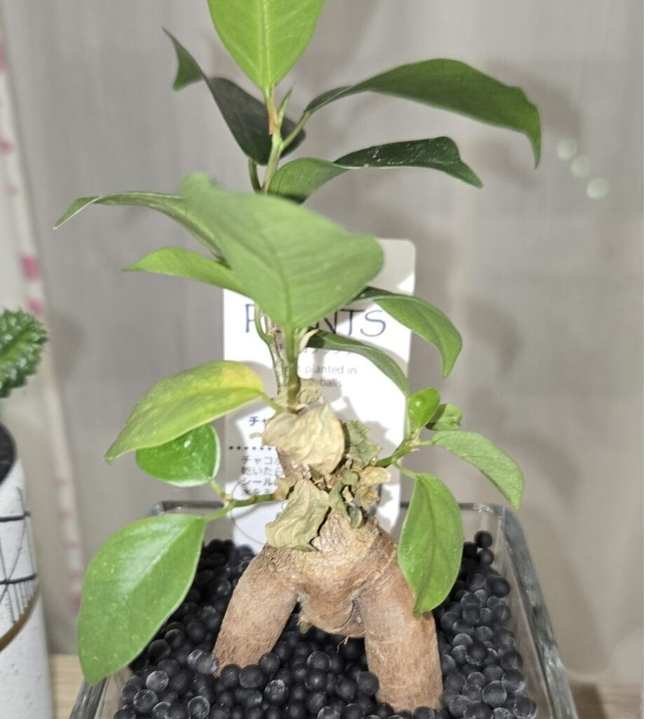 【4/13 市場メモ】日経平均421円安——米・イラン協議決裂、ホルムズ封鎖でトリプル安